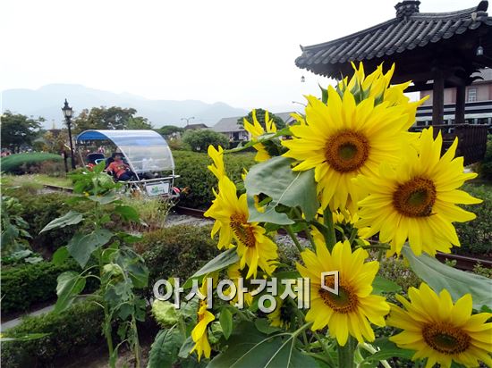 [포토]가을을 반기는 해바라기 만개