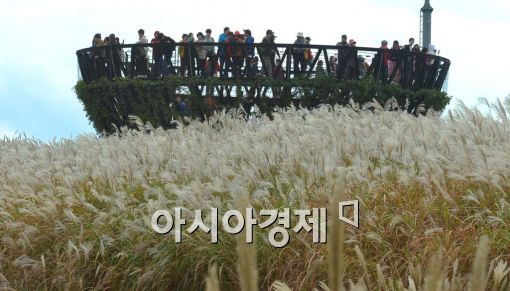 [포토]서울억새축제 나들이 