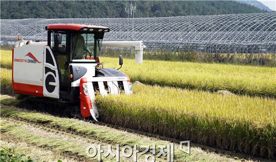 내년 1월 사료용 쌀 24만t 공급…올해 2.5배