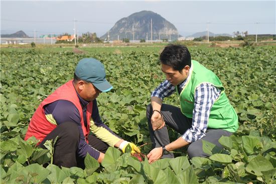 롯데슈퍼, 제주 고구마 판매