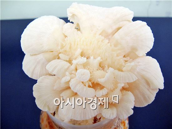완도수목원,참바늘버섯서 세계 최초 항천식효과 밝혀내