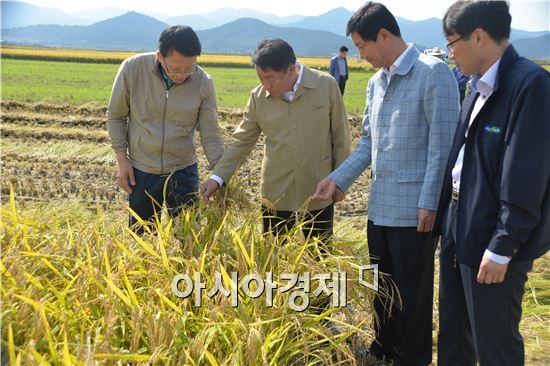 전남농협, 벼 직파재배 시범단지 첫 수확
