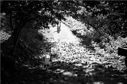 [조문환의 평사리日記]기다림