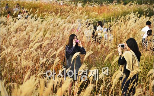 [포토]하늘공원 억새 절정
