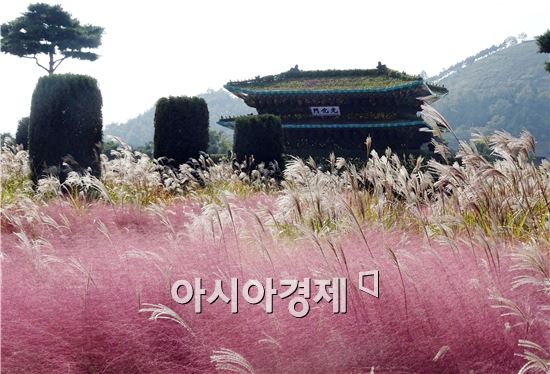 가을 대표축제인 '2015대한민국 국향대전’개막을 사흘 앞둔 20일 국화 축제장인 함평엑스포공원에 관광객들이 찾아와 그윽한 국화향기를 맡으면서 초가을 정취를 만끽하고 있다. 군은 관광객들이 가장 많이 찾는 축제장 중앙광장 입구에 광복 70주년을 기념하는 대형 광화문이 들어서 관광객의 이목을 집중시키고 있다.

함평 국향대전은 ‘국화향기가 들려주는 가을이야기’를 주제로 오는 23일부터 11월 8일까지 17일간 함평군 함평읍 함평엑스포공원에서 개최된다.
