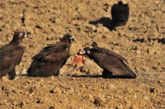 한국에서 월동하는 독수리 무리가 가축 사체 먹이를 두고 다투고 있다. [이미지출처=연합뉴스]