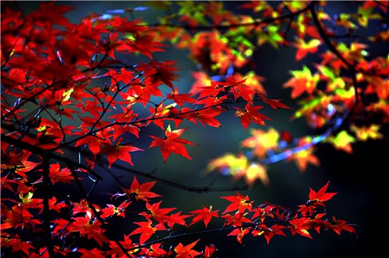 가뭄탓에 예년보다 아름다움이 덜하지만 백양사 애기단풍은 언제나 곱다  