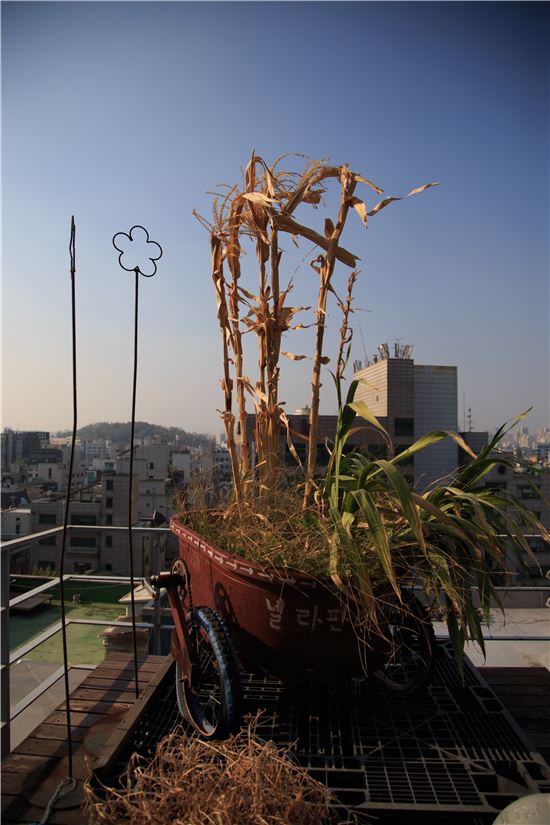홍대텃밭다리