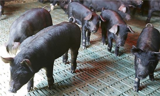 '금보다 돼지'…혼란한 시장서 뜨는 '이색 안전자산'