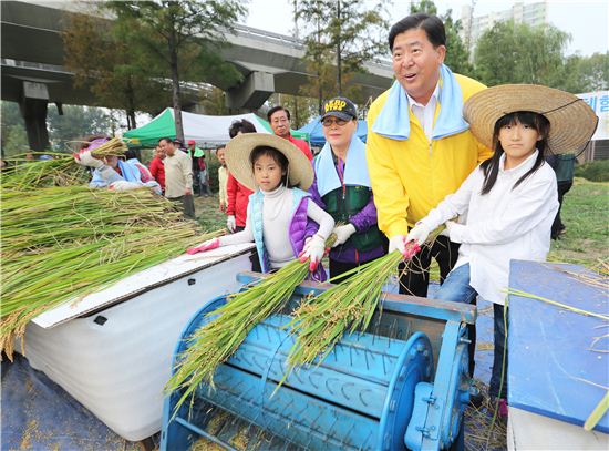"양평유수지에서 수확한 벼"