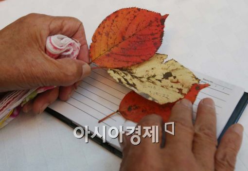 [포토]낙엽편지 