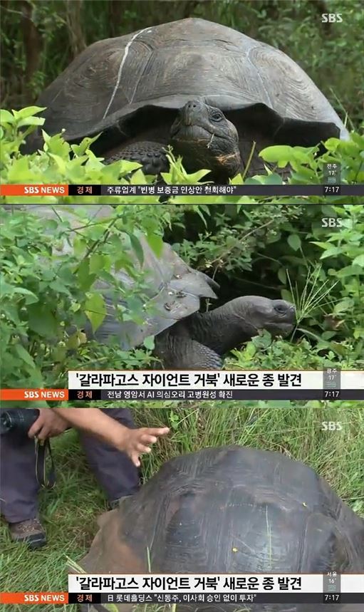 갈라파고스서 225kg 자이언트 거북 발견 
