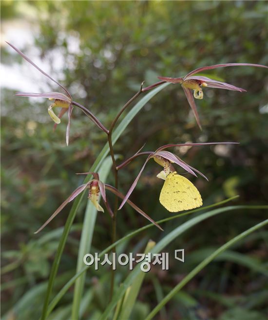 [포토]멸종위기 야생식물 1급 한란(寒蘭) 개화