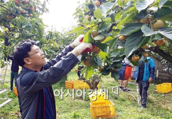 농협목포유통센터 단감 농가 일손돕기 및 직거래행사 