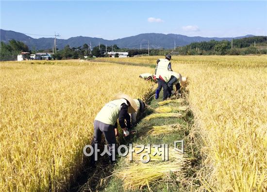 한국철도시설공단 호남본부(본부장 이현정)는  28일 1사1촌 결연마을인 구례군 광의면 방광마을(대표 강태수)을 찾아 벼베기와 배추 포기 묶기 등 농촌봉사활동을 펼쳤다.