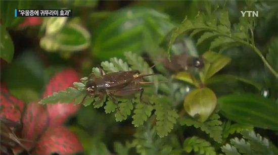 '귀뚜라미를 키우는 것이 우울증 치료에 도움이 된다'는 연구결과가 나왔다. / 사진제공=YTN 뉴스 캡쳐