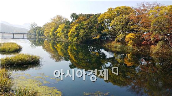 [포토]단풍으로 물들어가는  남도의 '아름다운 마을숲'