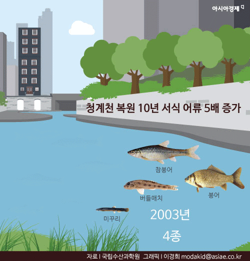 [인포그래픽] 청계천 복원 10년만에 물고기들이…