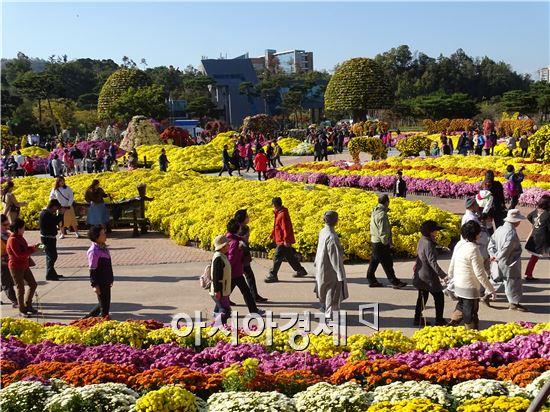 [포토]함평천지, 국화향기 가득 