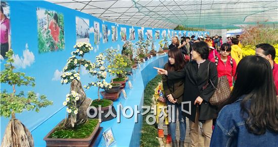 [포토]함평 국화분재 관광객 인기