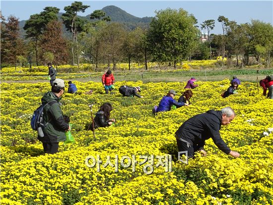 [포토]식용국화 따는 관광객들