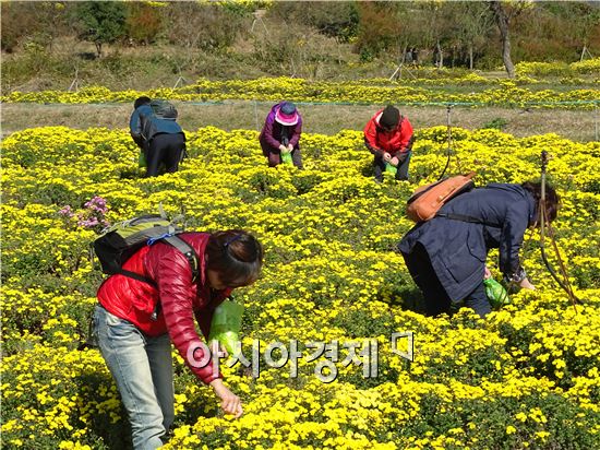 [포토]함평국향대전에 오셔서 '식용국화' 따 가세요