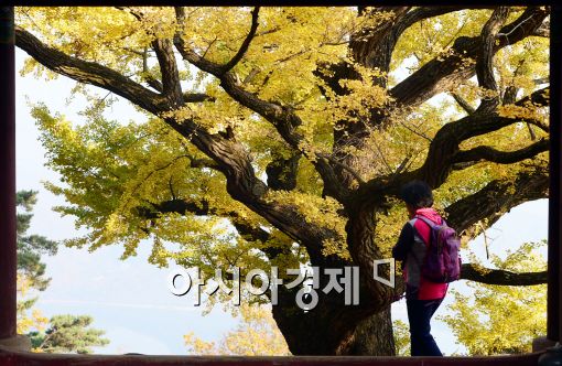 [포토]노랗게 물든 수종사 500년 된 은행나무