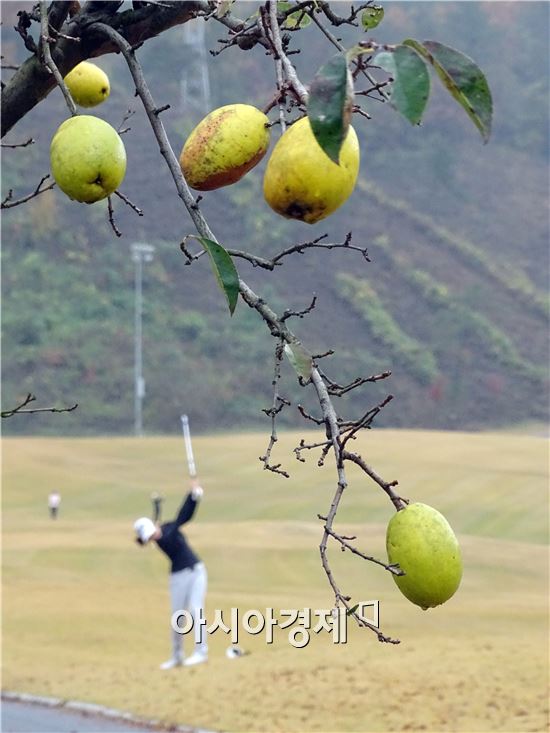 [2015 호남아시아경제 아마추어 골프대회]주렁주렁 열린 모과 옆에서 굿 샷