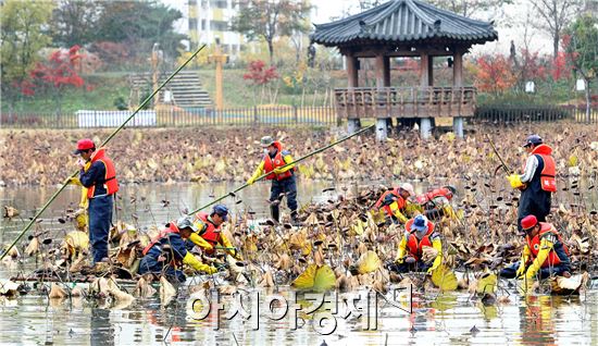 [포토]광주시 북구, 양산제 연꽃 제거 작업