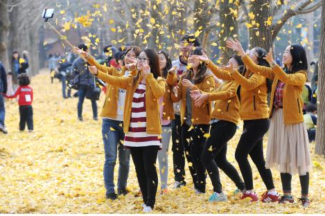 남이섬에서 만나는  ‘송파은행길’