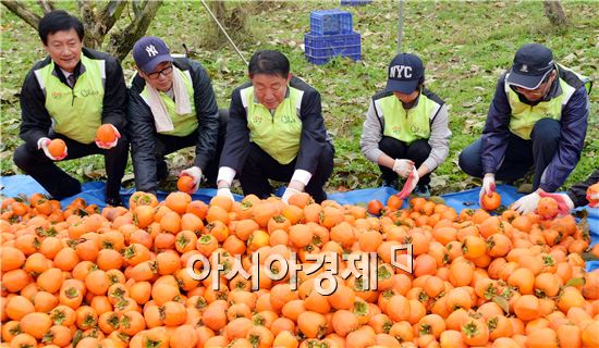 전남농협 임직원 40여명은 16일 가격 폭락으로 인건비 마저 건질 수 없어 수확을 포기한 영암 금정의 대봉 농가를 찾아 탐스런 대봉감을 따며 수확의 구슬땀을 흘렸다.
