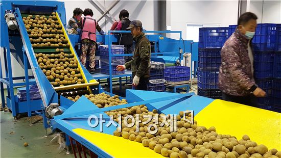 전남농협, 제시골드키위 미국 첫 수출길 올라 