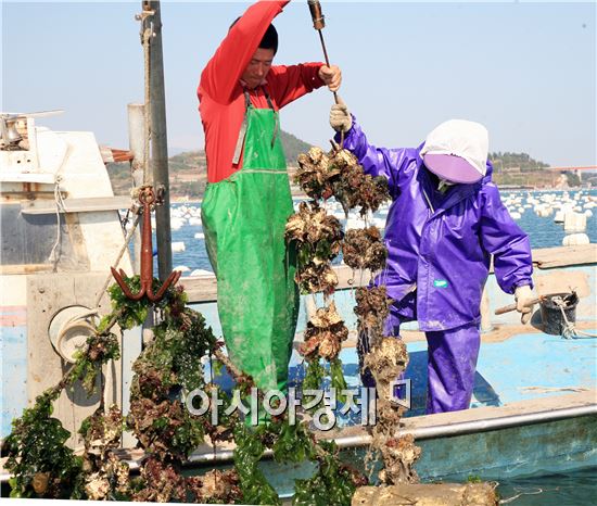 게르마늄이 다량 함유된  완도산 '굴' 드세요 