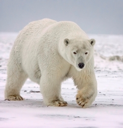 2050년까지 북극곰 개체수 30% 감소한다