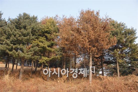 [기획특집]산림조합중앙회 “소나무재선충병 꼼짝마”