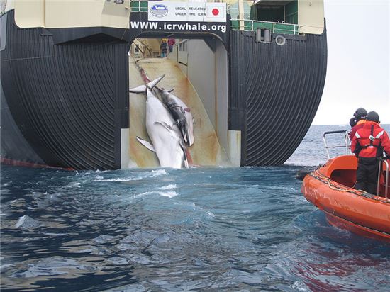 일본 포경선이 고래 두 마리를 잡아올리고 있다. [사진 = icrwhale.org]