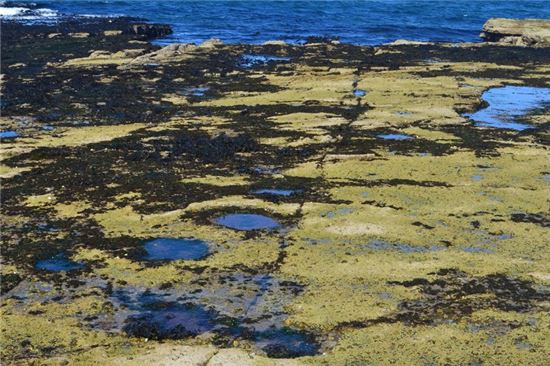 ▲스코틀랜드 북서부 해안에서 발견된 공룡 발자국.[사진제공=뉴사이언티스트]