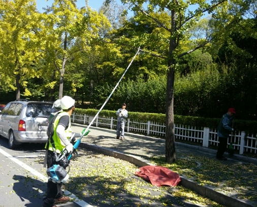 가로수 은행나무 암수교체 