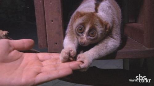 '멸종 위기 1급' 원숭이 슬로로리스, 부산 재래시장서 발견 '무슨 일?'
