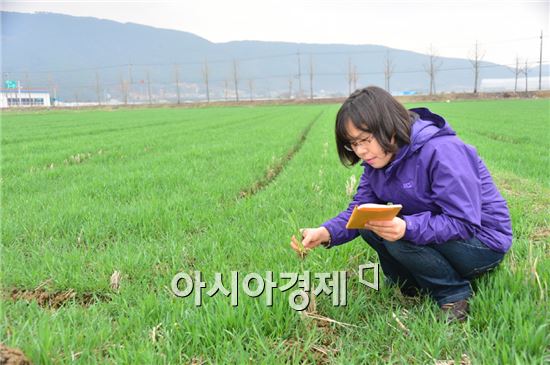 순창군, 농한기 소득작물 맥류 및 사료작물 월동 전 포장관리 홍보