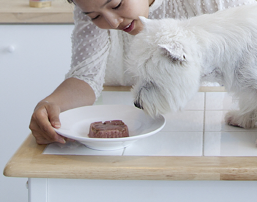 우리 강아지 건강 지켜주는 올바른 애견사료 급여법 '눈길'
