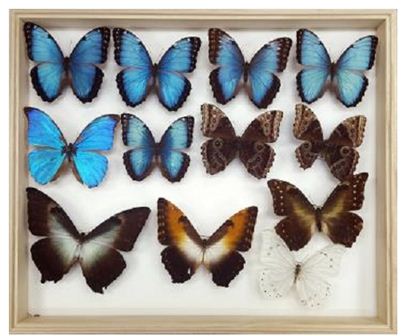 주흥재 박사가 기증하는 외국산 나비 표본. 사진제공=국립수목원