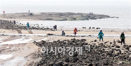 전남 함평군 함평읍 돌머리해수욕장 인근에서 14일 주민들이 굴을 채취하고 있다. 올해는 비가 적고 생육환경이 좋아 순조로운 작황을 보이고 있다. 사진제공=함평군