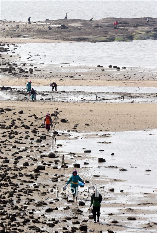 [포토]바다의 우유 '굴' 채취하는 어민들