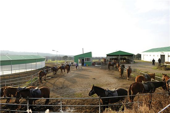 경기도가 말산업 활성화를 위한 다양한 사업을 추진한다. 사진은 말 사육 농장   