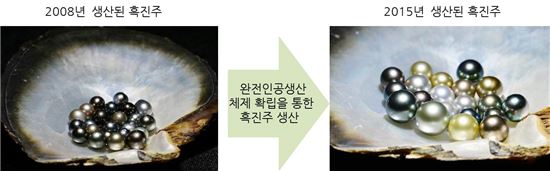 바다의 보석 '흑진주'…완전인공생산체계 만들다