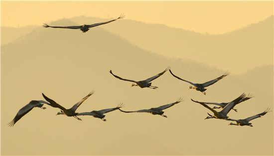 겨울진객인 재두루미(천연기념물 제203호)들이 아침 노을을 받으며 주남저수지 위를 날고 있다
