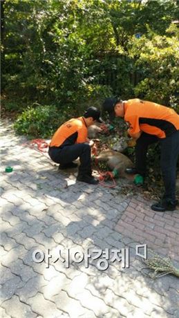 서울 도심 멧돼지 신고 출동 최근 6년간 12배 증가…월 평균 18.5건