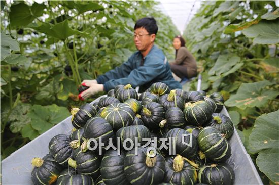 해남 미니밤호박, “겨울에도 맛보세요”