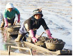 보성 ‘뻘배어업’, 국가중요어업유산  2호로 지정
